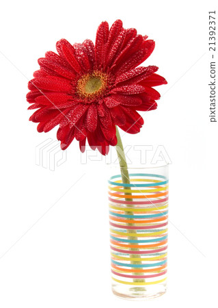 red gerbera red gerbera 21392371