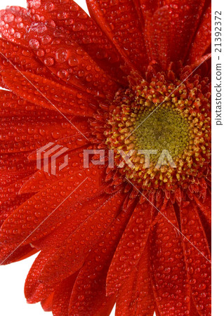red gerbera red gerbera 21392372