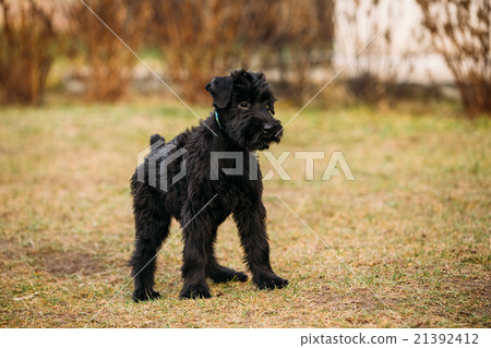 Black puppy of Giant Schnauzer dog Black puppy of Giant Schnauzer dog 21392412