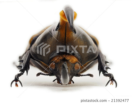 Trinidad Heracule monkey ♂ subspecific trinidaensis Trinidad Heracule monkey ♂ subspecific trinidaensis 21392477