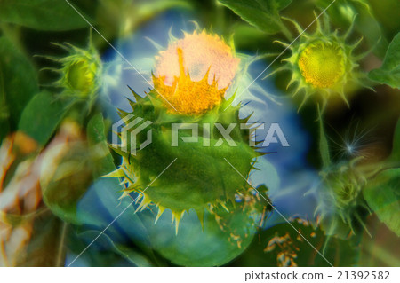 Chestnut in the reflection Chestnut in the reflection 21392582