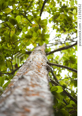 A view through the canopy of a tree. 21392682