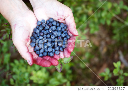 Hands full of bilberries Hands full of bilberries 21392827