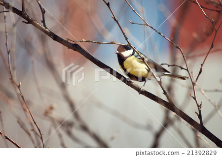 Tit bird sitting on a branch in spring Tit bird sitting on a branch in spring 21392829