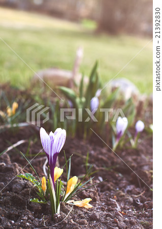 Saffron flower growing in garden in spring Saffron flower growing in garden in spring 21392830