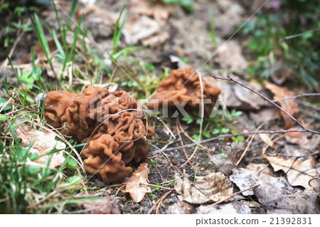 Gyromitra early spring mushroom 21392831