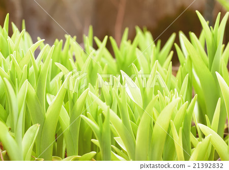 Fresh spring spouts in garden Fresh spring spouts in garden 21392832