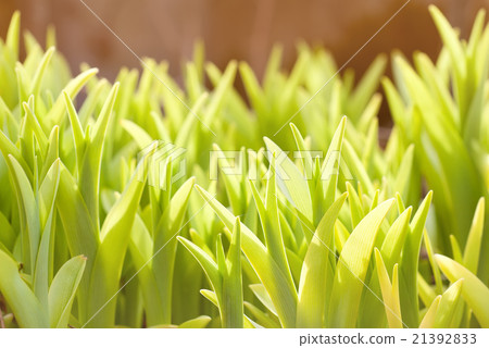 Spring sprouts under sunlight Spring sprouts under sunlight 21392833