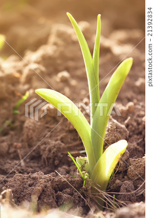 Sprout growing from ground in spring 21392834