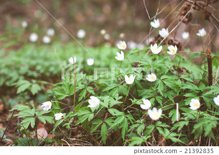 White anemone flowers in forest White anemone flowers in forest 21392835