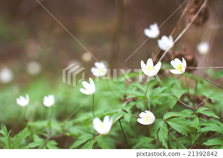 White anemone flowers in forest 21392842