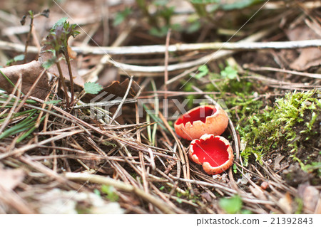 Scarlet Elf Cup Mushroom - Sarcoscypha coccinea Scarlet Elf Cup Mushroom - Sarcoscypha coccinea 21392843