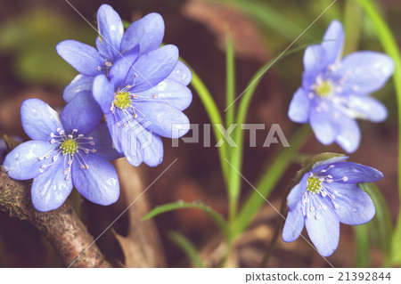 Natural spring image blue hepatica flower snowdrop Natural spring image blue hepatica flower snowdrop 21392844