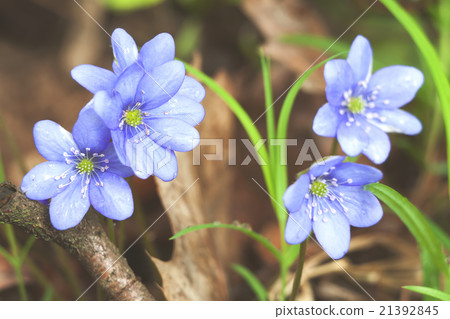 Rural spring image blue hepatica flower snowdrop Rural spring image blue hepatica flower snowdrop 21392845