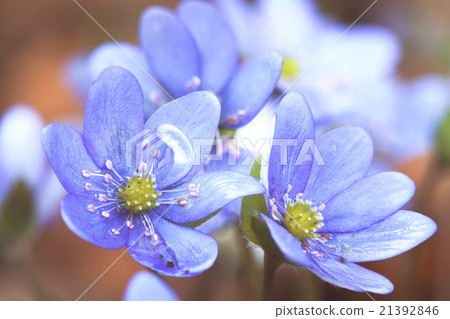 Early spring flowers hepatica Early spring flowers hepatica 21392846
