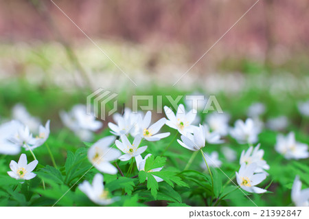 White anemone spring flowers in forest 21392847