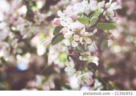 Spring Spring 21392852