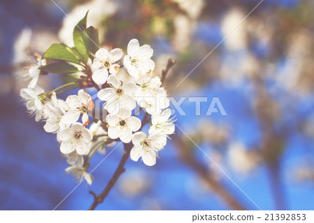 Spring Spring 21392853