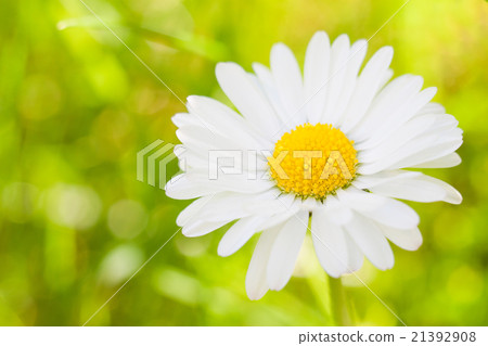 Daisy summer image 21392908