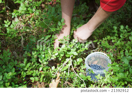 Woman picking berries in forest Woman picking berries in forest 21392912