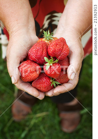 Fresh strawberries in old woman hands Fresh strawberries in old woman hands 21392913