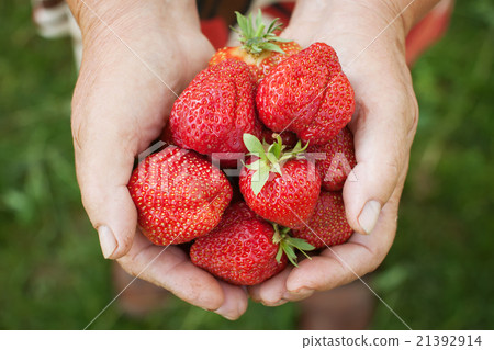 Ripe strawberries in senior woman hands Ripe strawberries in senior woman hands 21392914