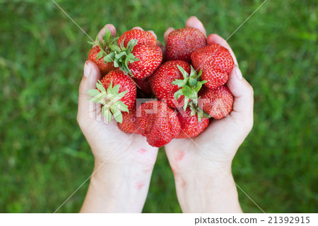 Fresh strawberries in woman's hands Fresh strawberries in woman's hands 21392915