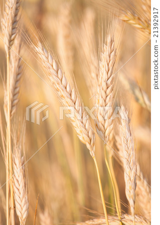 Rye growing on field Rye growing on field 21392917