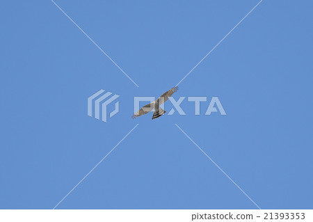 高鷹 高鷹 21393353
