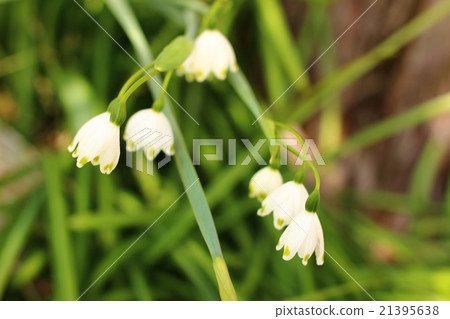Lily of the valley 21395638