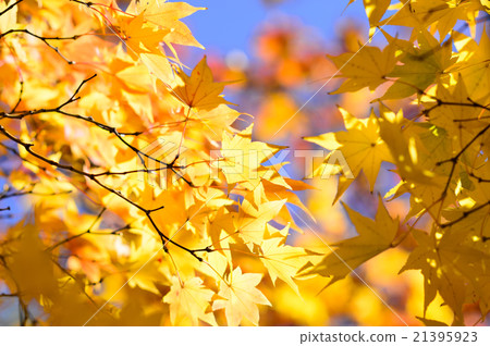 北海道的秋葉 北海道的秋葉 21395923