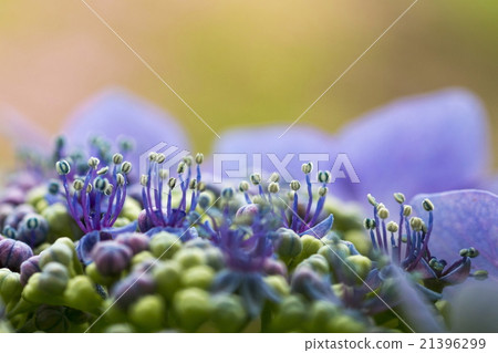 繡球 繡球 21396299