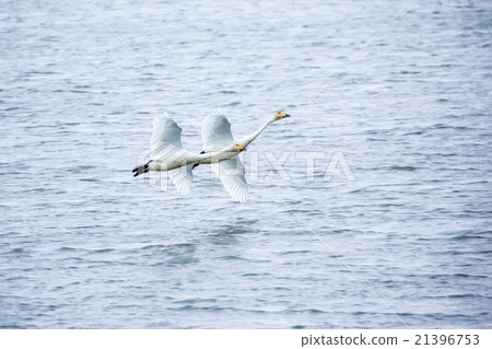 A swan dancing on the lake A swan dancing on the lake 21396753