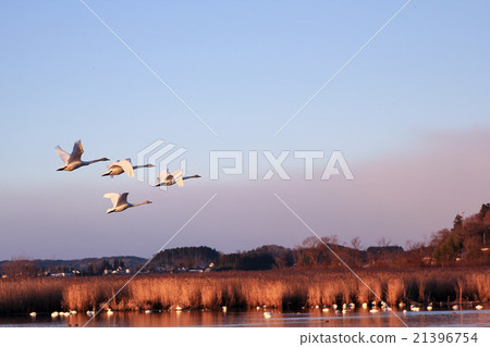 A swan flying off in the morning glow 21396754