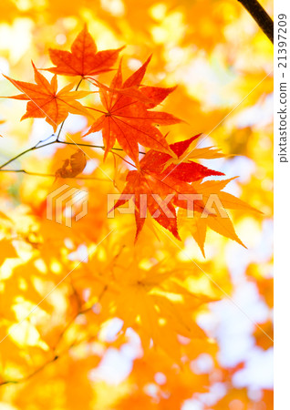 Fresh autumn leaves Fresh autumn leaves 21397209