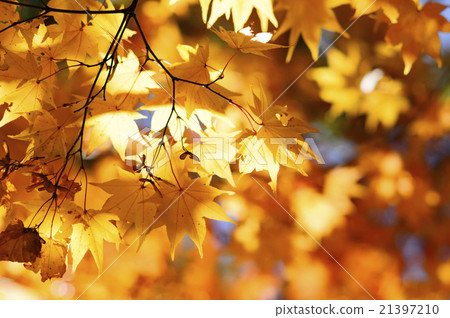 秋葉被光擊中 21397210