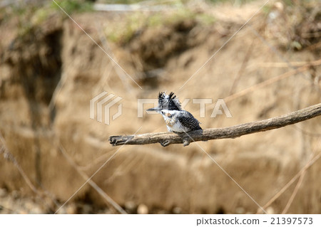 冠魚狗 冠魚狗 21397573