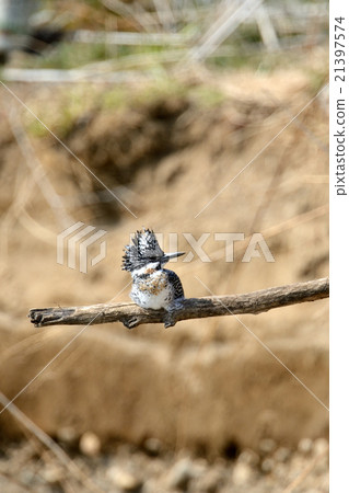 冠魚狗 冠魚狗 21397574