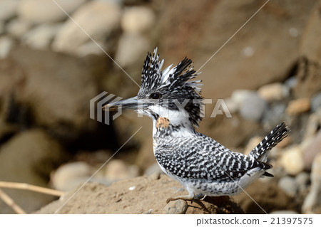 冠魚狗 冠魚狗 21397575