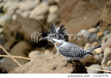 冠魚狗 冠魚狗 21397576