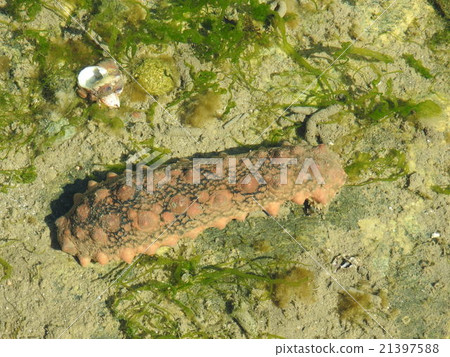 Sea cucumber 21397588