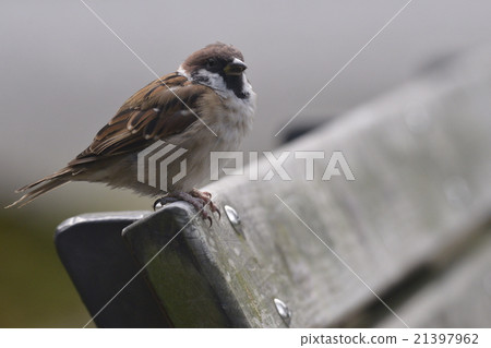 How are you next door? ~ Big Sparrow ~ 21397962