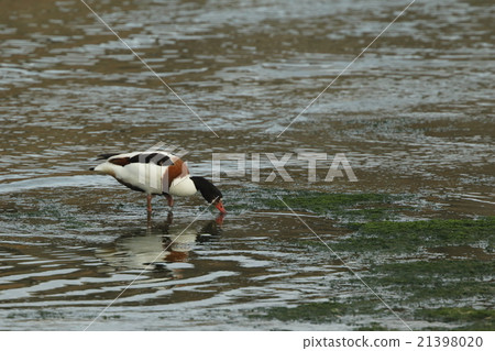 Living beings Birds Tsugamogami, large and colorful. It is a duck with a presence Living beings Birds Tsugamogami, large and colorful. It is a duck with a presence 21398020