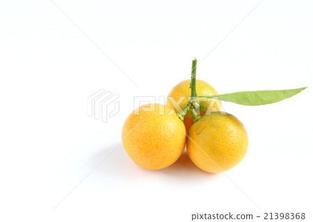 Kumquat on white background 21398368