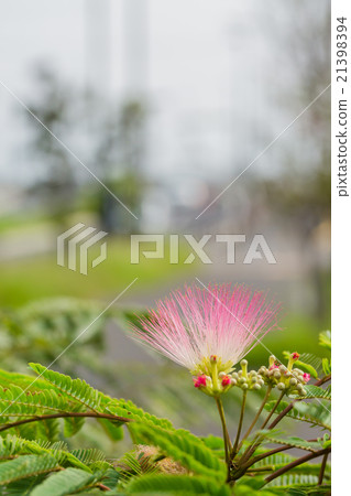 Nemnoki flower 21398394