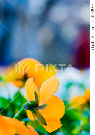 Pansy Pansy 21398970