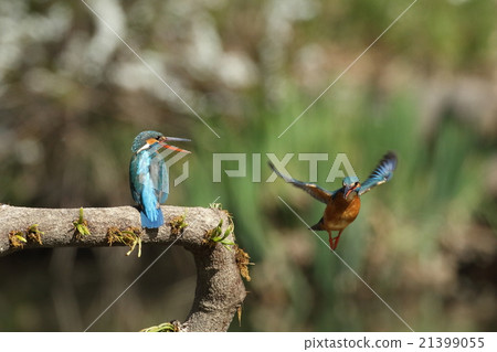 A couple of kingfishers 21399055