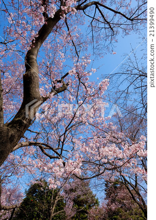 Cherry blossoms on the Imperial Palace Cherry blossoms on the Imperial Palace 21399490