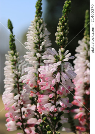 Erika / White Delight Erika / White Delight 21400370