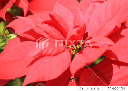 一品紅 一品紅 21400464